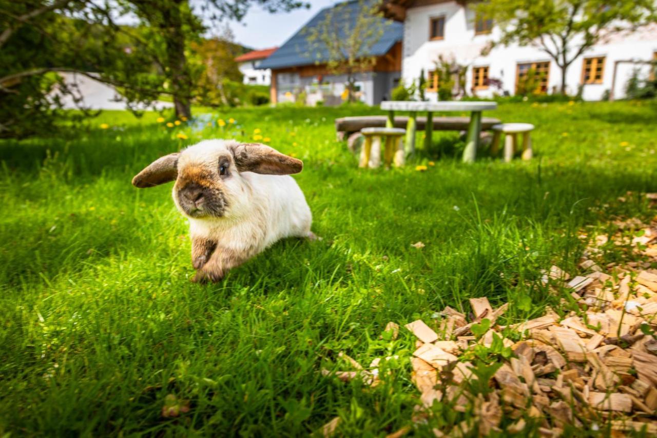 Vorderreithbauer Apartment Hof bei Salzburg Ngoại thất bức ảnh